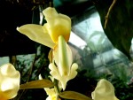 orchideje 23391.jpg