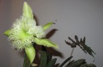 Rhyncholaelia digbiana“ Rana“ FCC 'AOS.jpg