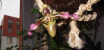 Paphiopedilum esquirolei.jpg