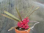 Ascocentrum ampullaceum3.jpg