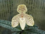 Paphiopedilum concolor China2.jpg