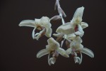 5078_Stanhopea florida.jpg