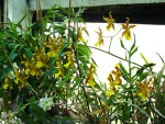 orchideje 2307.jpg