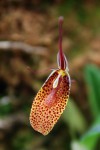 5142_Restrepia elegans.jpg