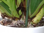 DSCF6303.JPG