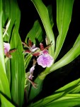 zygopetalum hybrid 5.JPG