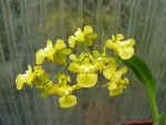 Oncidium cheirophorum.jpg