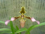 Paph. hirsutissimum.jpg