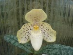 Paphiopedilum concolor typo.jpg