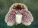 Paph. leucochilum3.JPG