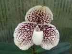 Paph. godefroyae.jpg