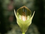 Pterostylis-curta.jpg