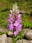 Dactylorhiza praetermissa.JPG