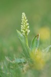 5472_Orchis pallens (1).jpg