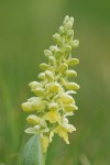 5491_Orchis pallens (1).jpg