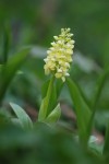 5532_Orchis pallens (1).jpg