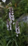 dactylorhiza.jpg