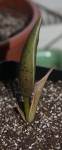 Amorphophallus yuloensis_resize.JPG