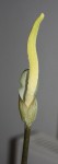 Amorphophallus variabilis AGA_1698_01_resize.JPG