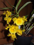 den.harveyanum.jpg