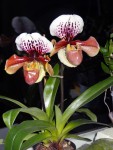 paphilopedilum2.jpg