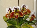 paphilopedilum.jpg