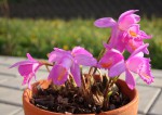 Pleione aurita_a_resize.JPG