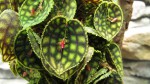 Lepanthes calodictyon.jpg