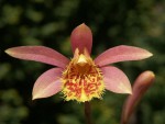 Pln.-Askia-'Goldfinch'.jpg