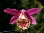 Pln.-Steve-James-'Plum-Perf.jpg