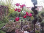 Adenium obesum.jpg