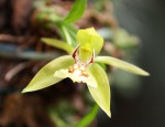 Coelogyne schilleriana.jpg