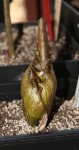 Amorphophallus eichleri #718_resize.JPG