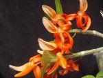 Dendrobium unicum.jpg