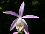 Pln.-Captain-Hook-'Variegata'01.jpg
