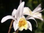 Pln.-grandiflora-04.jpg