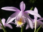 Pln.-UW-'Pearl'03.jpg