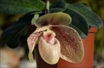 Paphiopedilum hangianum x bellatulum.jpg