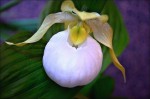 Cypripedium.jpg