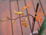 renanthera monachica1.jpg