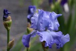Iris 'Color Me Blue'.jpg