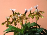 8856_Paphiopedilum Lathamianum-web.JPG