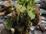 Lepanthes tentaculata.jpg