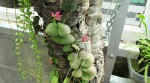 Dischidia complex.jpg