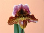 8865_Paphiopedilum Startan Ruby - web.JPG