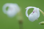 7979_Mexipedium xerophyticum.jpg