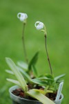 7986_Mexipedium xerophyticum.jpg