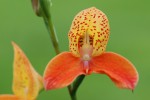 7972_Disa Auratkew 'Sekerka'.jpg