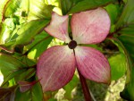 Cornus Pevé Satomi Compact.jpg