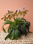 8859_Paphiopedilum Lathamianum - web.JPG